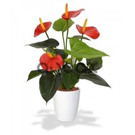 Anthurium - Pot flower