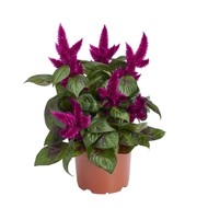 Celosia - Pot flower