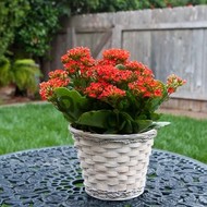 Kalanchoe - Dibçək gülü