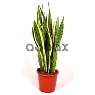 Sansevieria - Pot flower